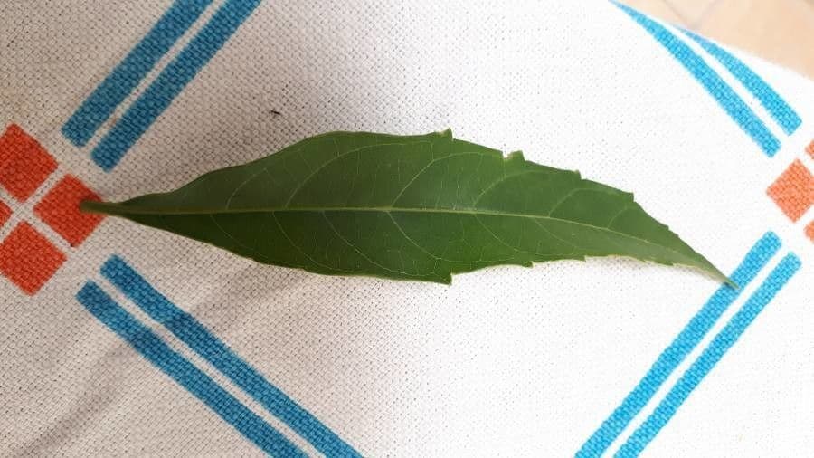 Citharexylum à queue 19