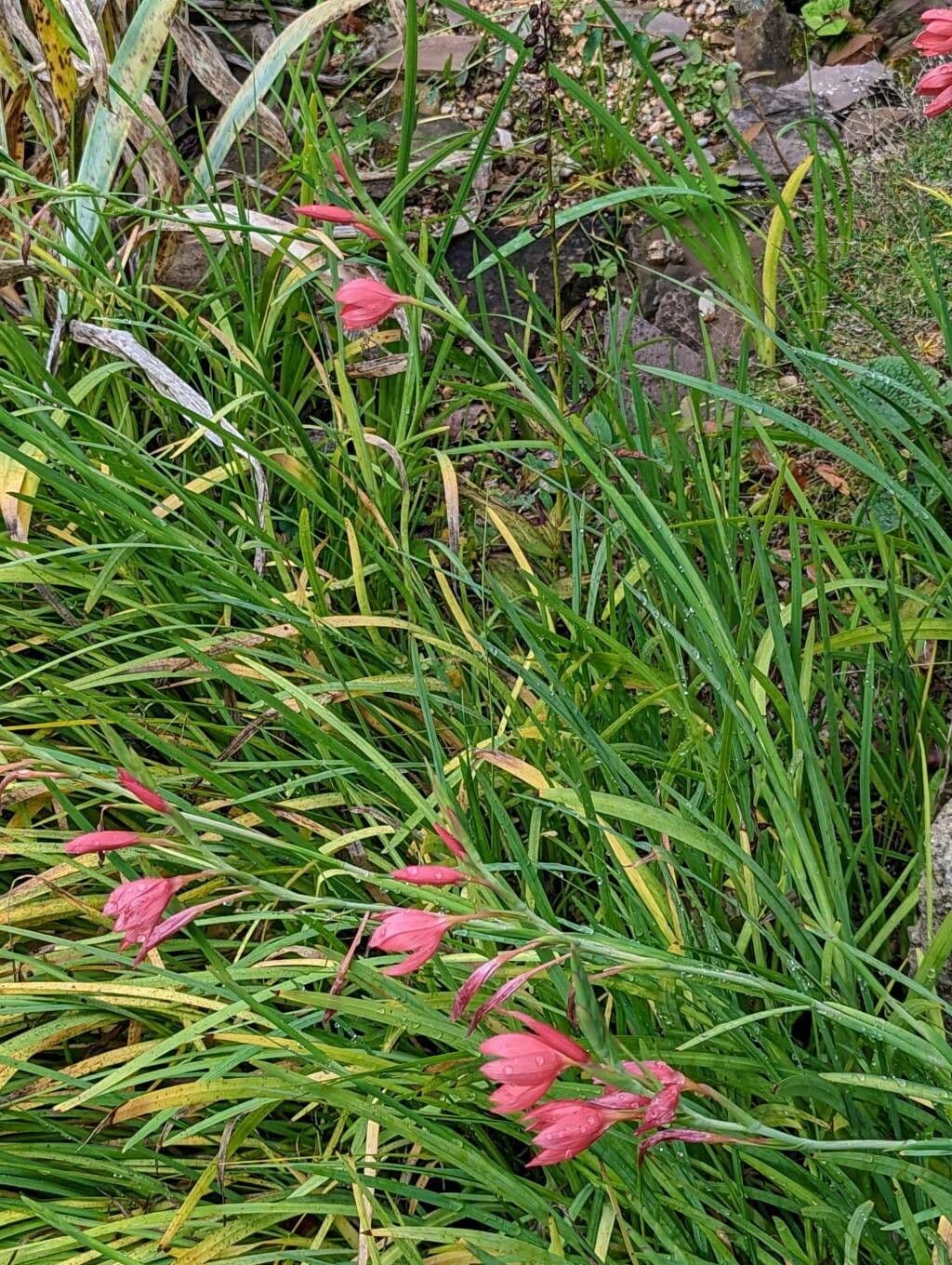 Hesperantha 10