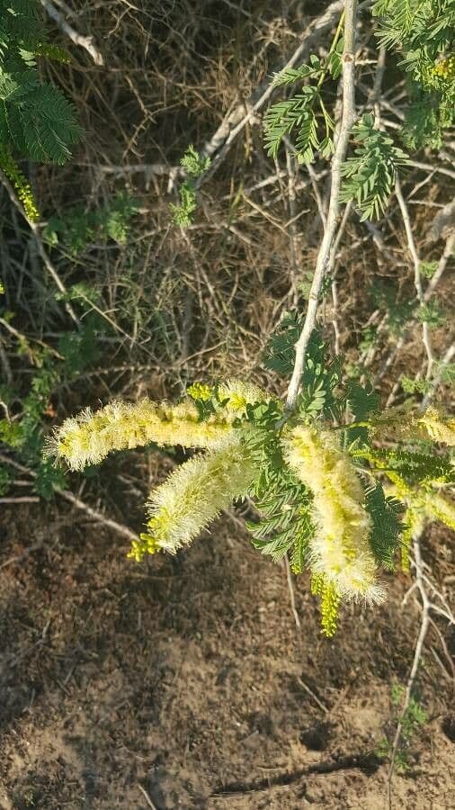 Acacia albida 3