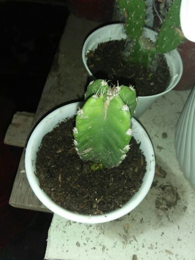 Cereus 8