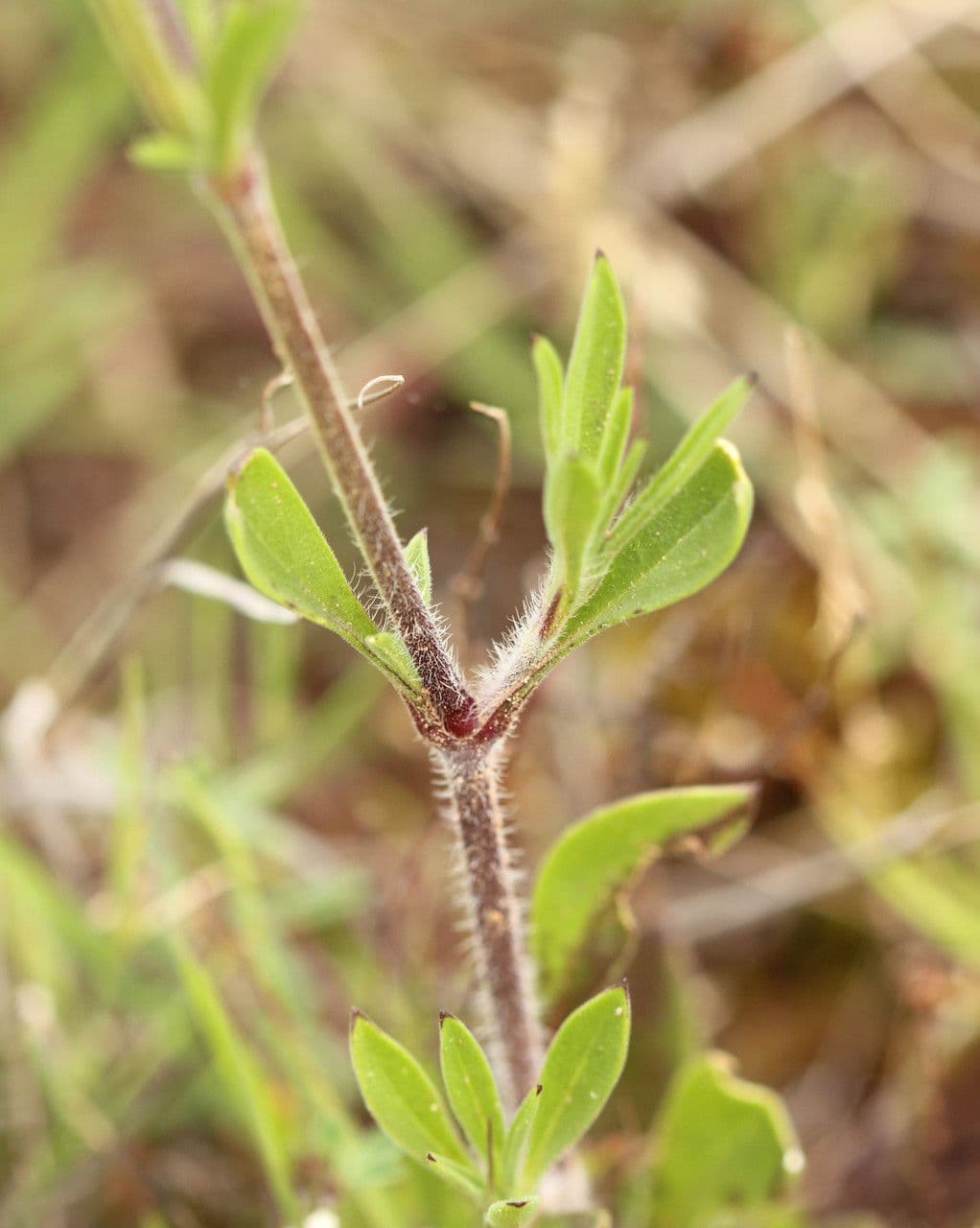 Mediterranean catchfly 19