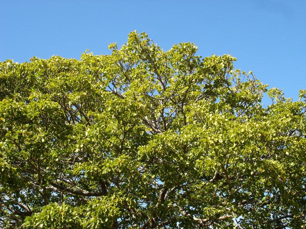 Guaiaco 11