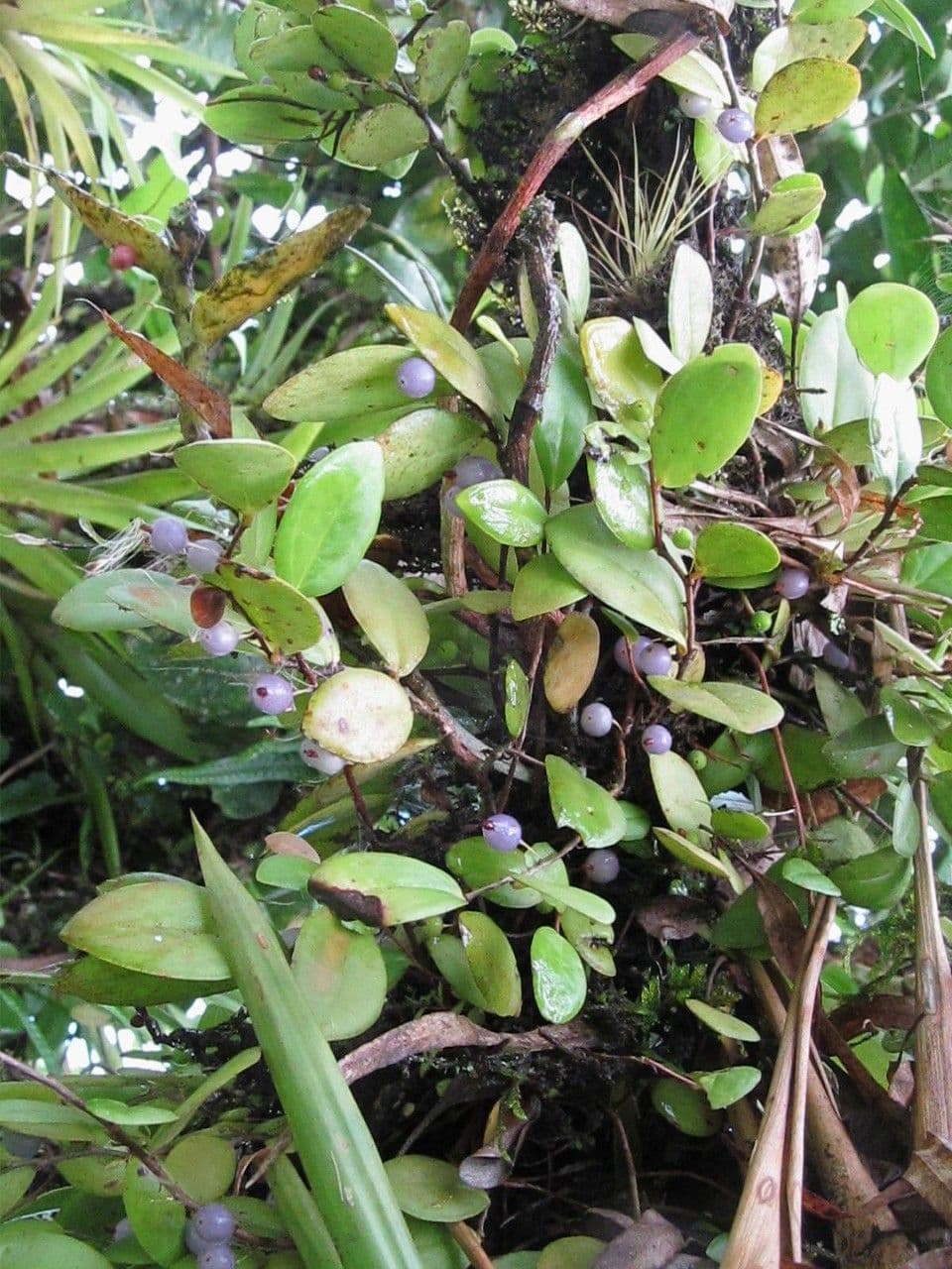 Sphyrospermum 2