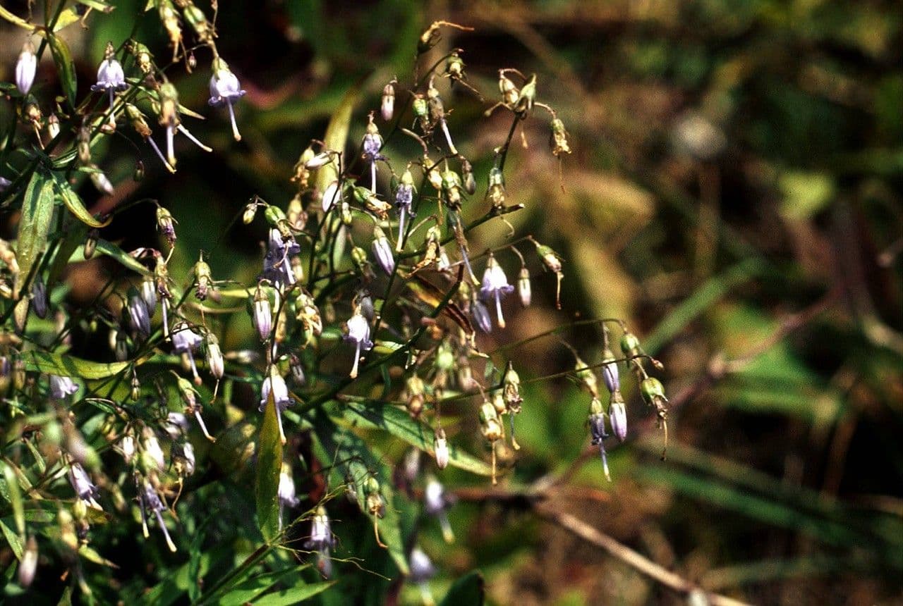 Campanula 8