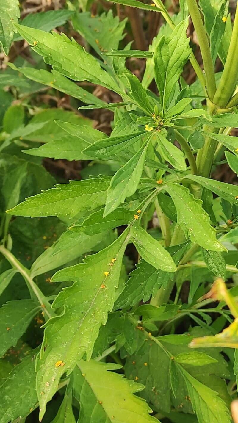 Patrinia 8