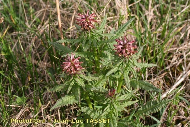 Pedicularis senza becco 13