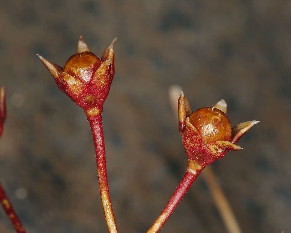 Androsace settentrionale 5