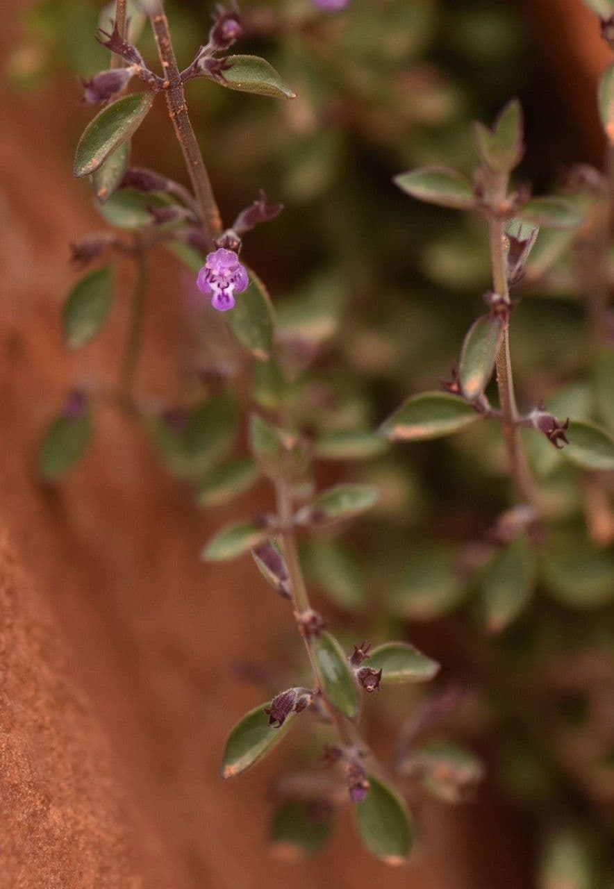 Hedeoma nano 6