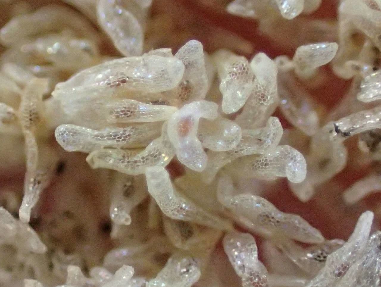 Cefalantera pallida 4