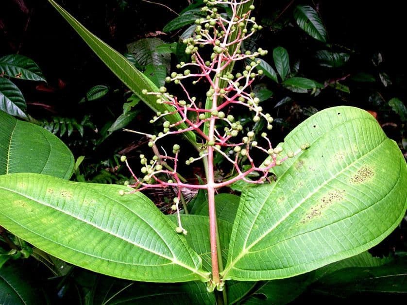 Miconia 20