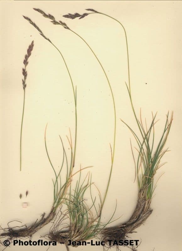 Festuca 2