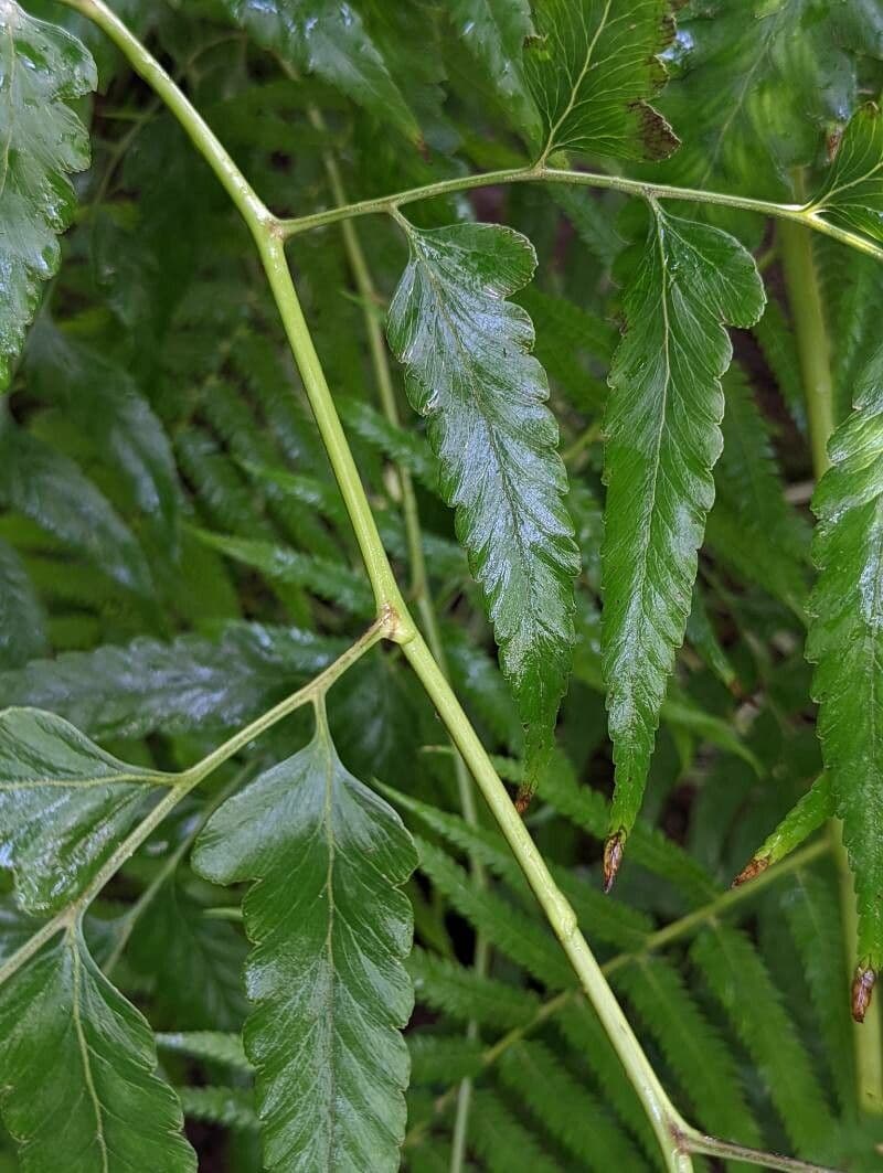 Microlepia platyphylla 5