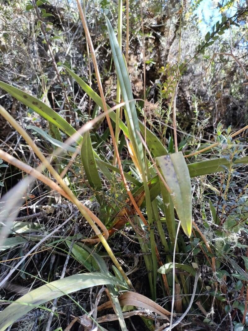 Cyrtochilum 3
