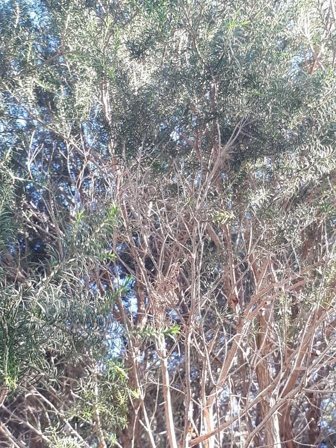 Melaleuca