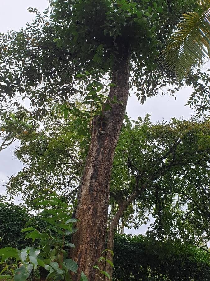 Syzygium