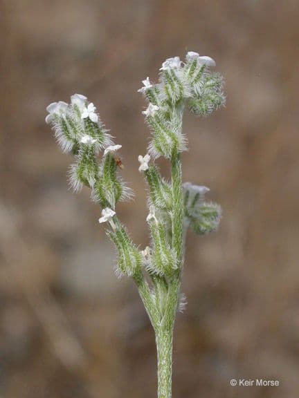 Cryptantha wiotka 2