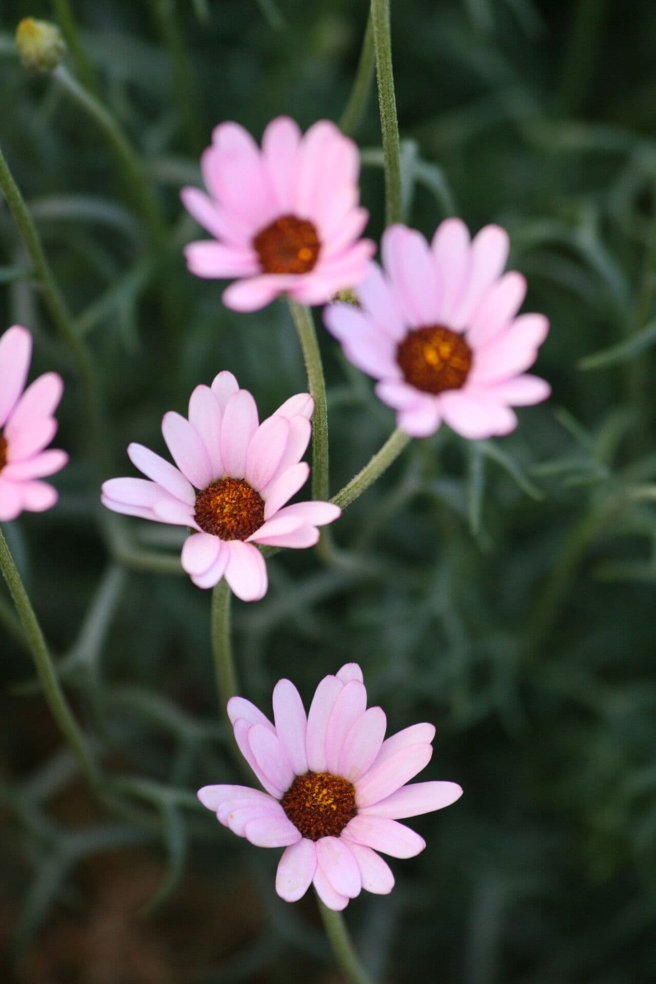 Rhodanthemum 2