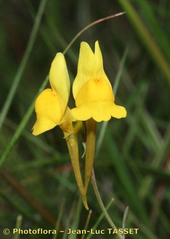 Linaria 2