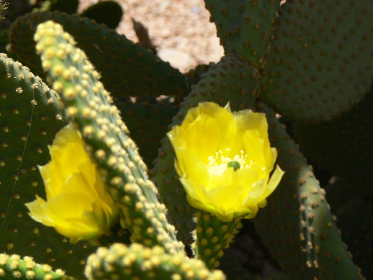 Nopal 6