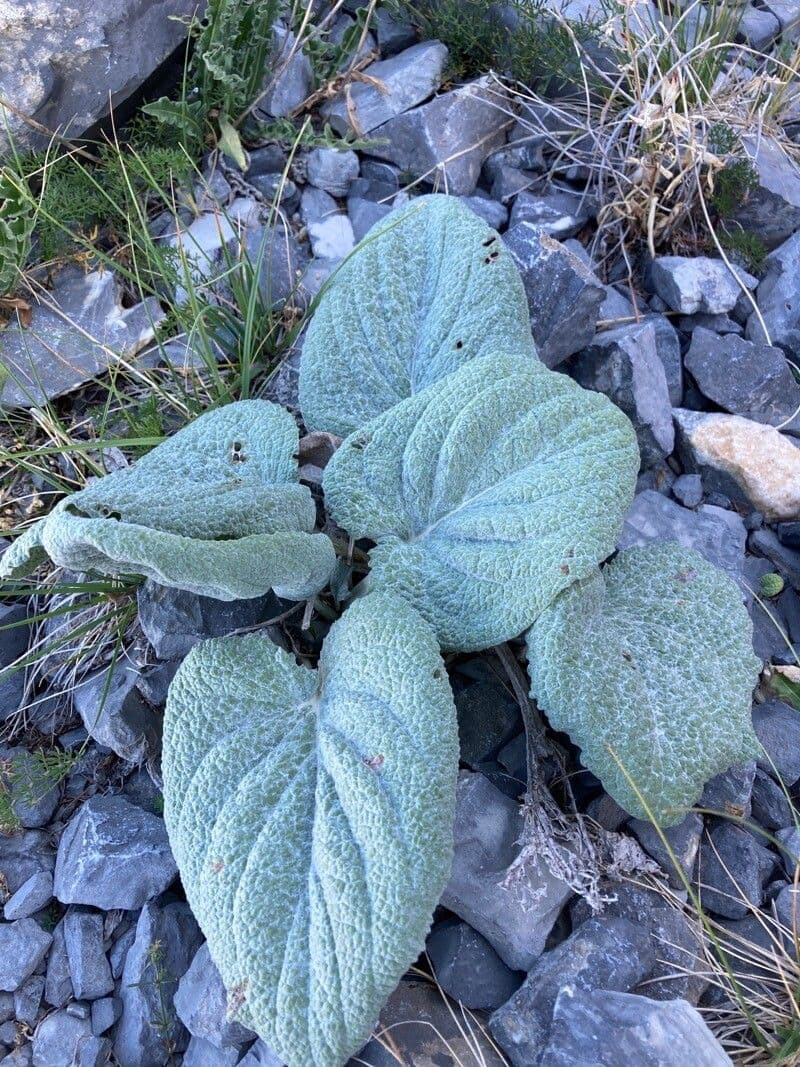 Berardia lanuginosa 8