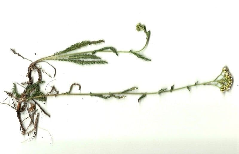 Achillée 13