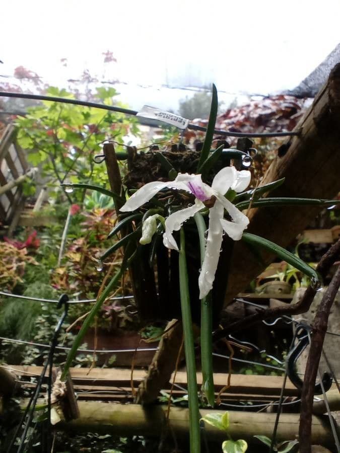 Leptotes bicolore 2