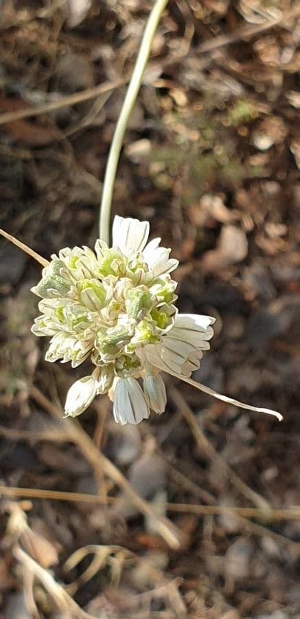 Aglio paniculato 10