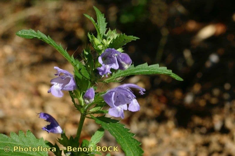 Dracocéphale de Moldavie 25