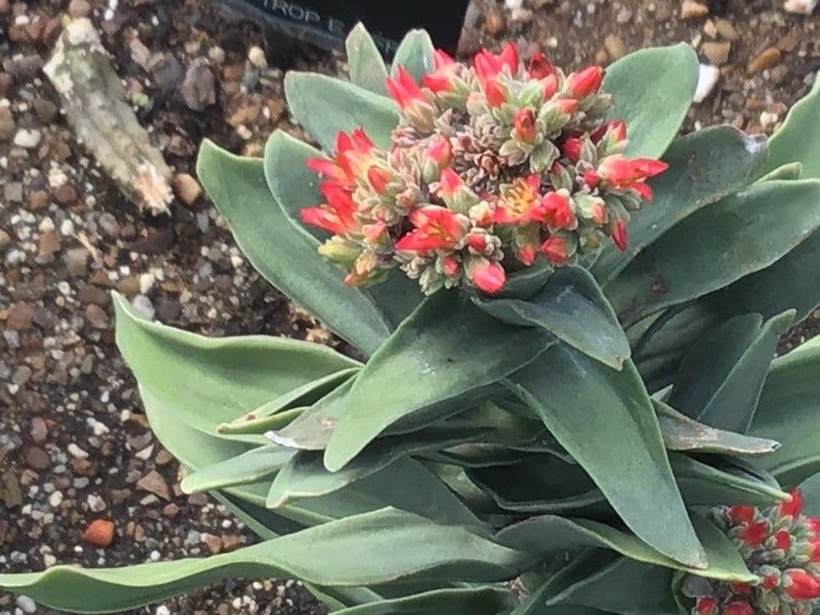 Crassula perfoliata 6