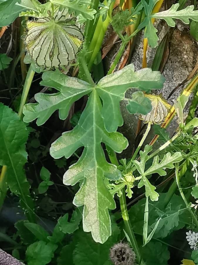 Garten-Eibisch 20