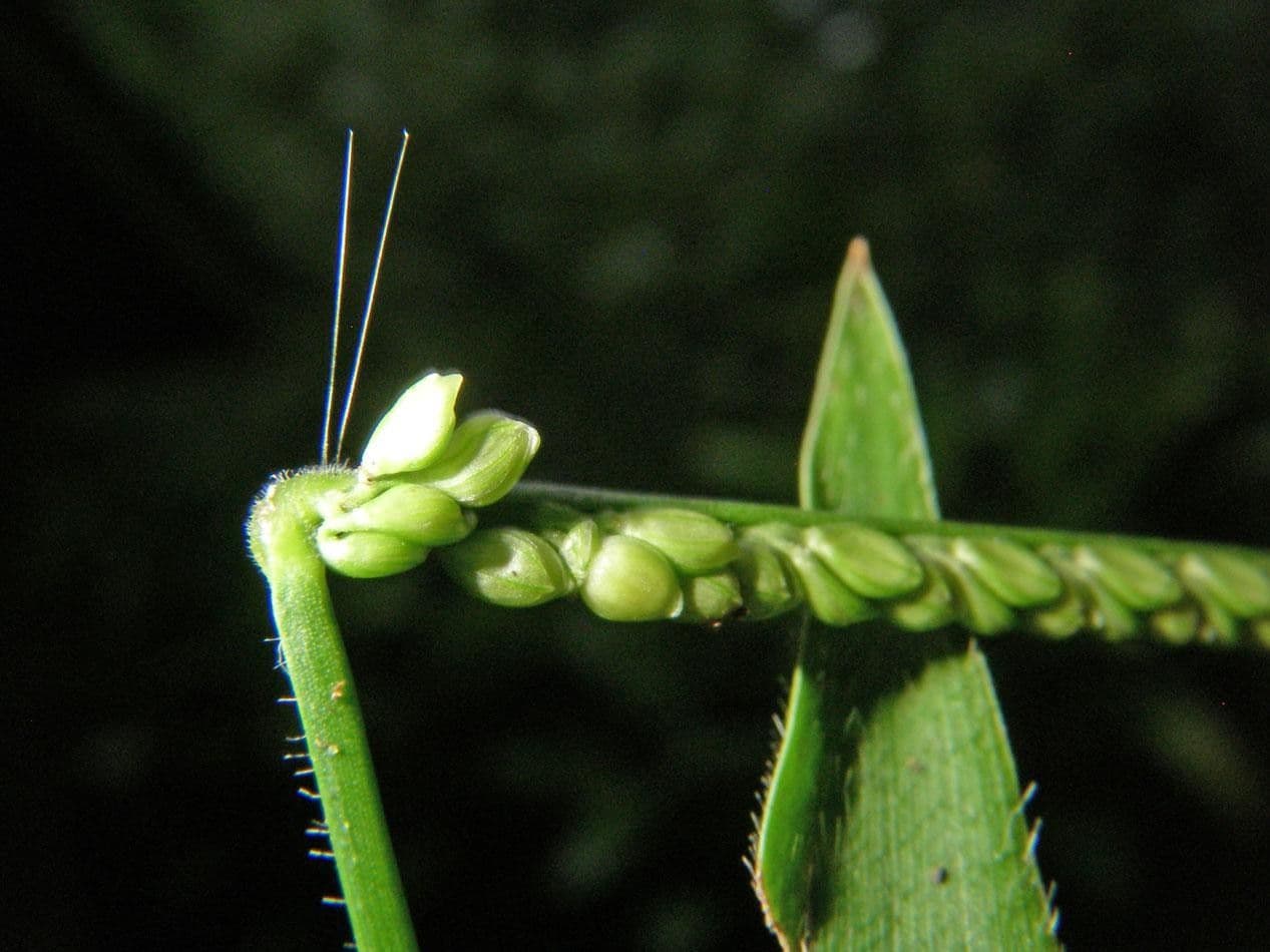 Decumbent crowngrass 6
