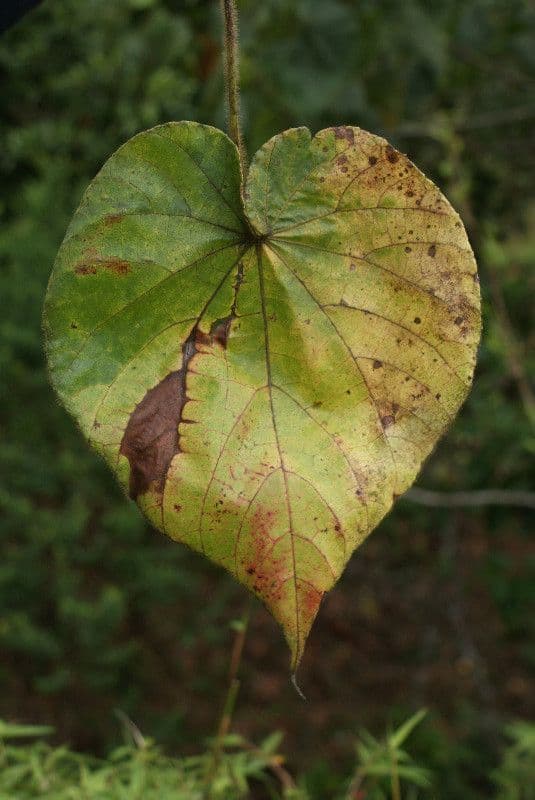 Dombeya 13