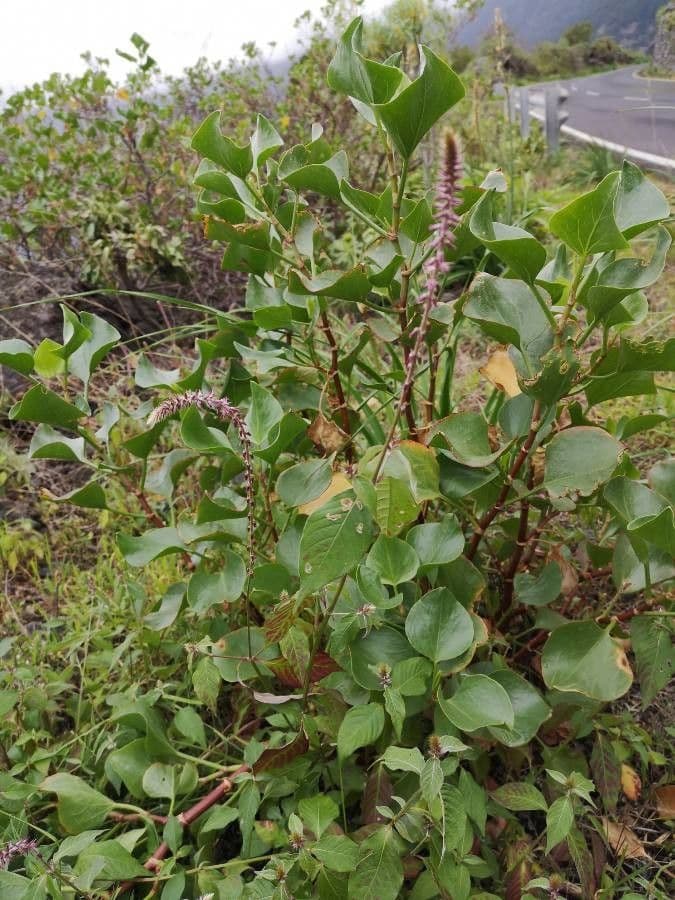 Achyranthes aspera 11