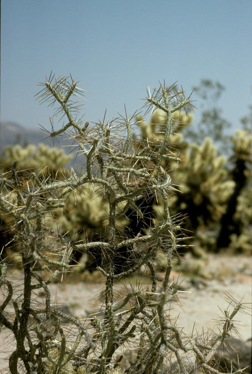 Cylindropuntia ramosissima 9