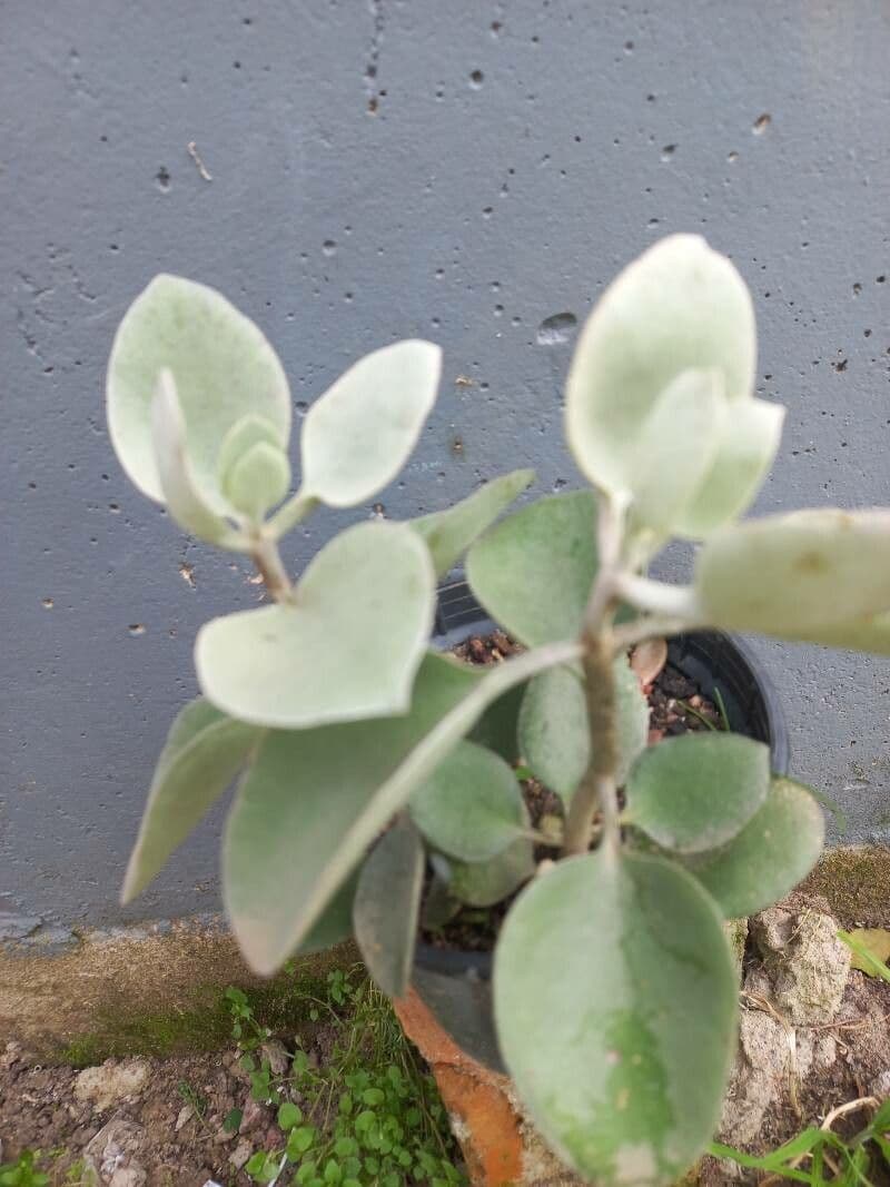 Kalanchoe 3