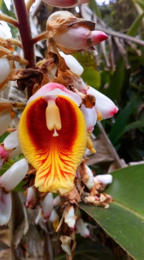 Alpinia zerumbet 9