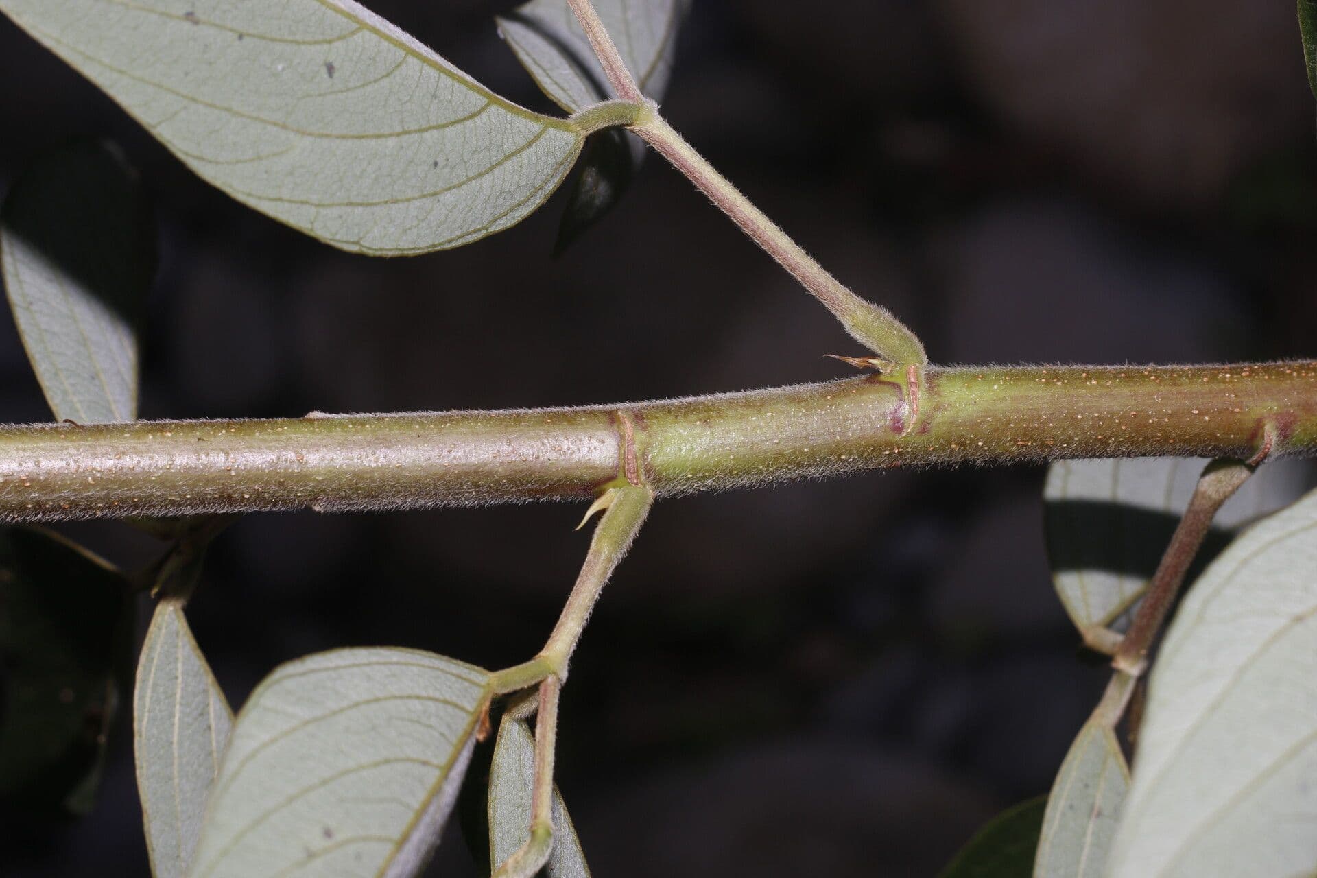 Desmodium cajanifolium 18
