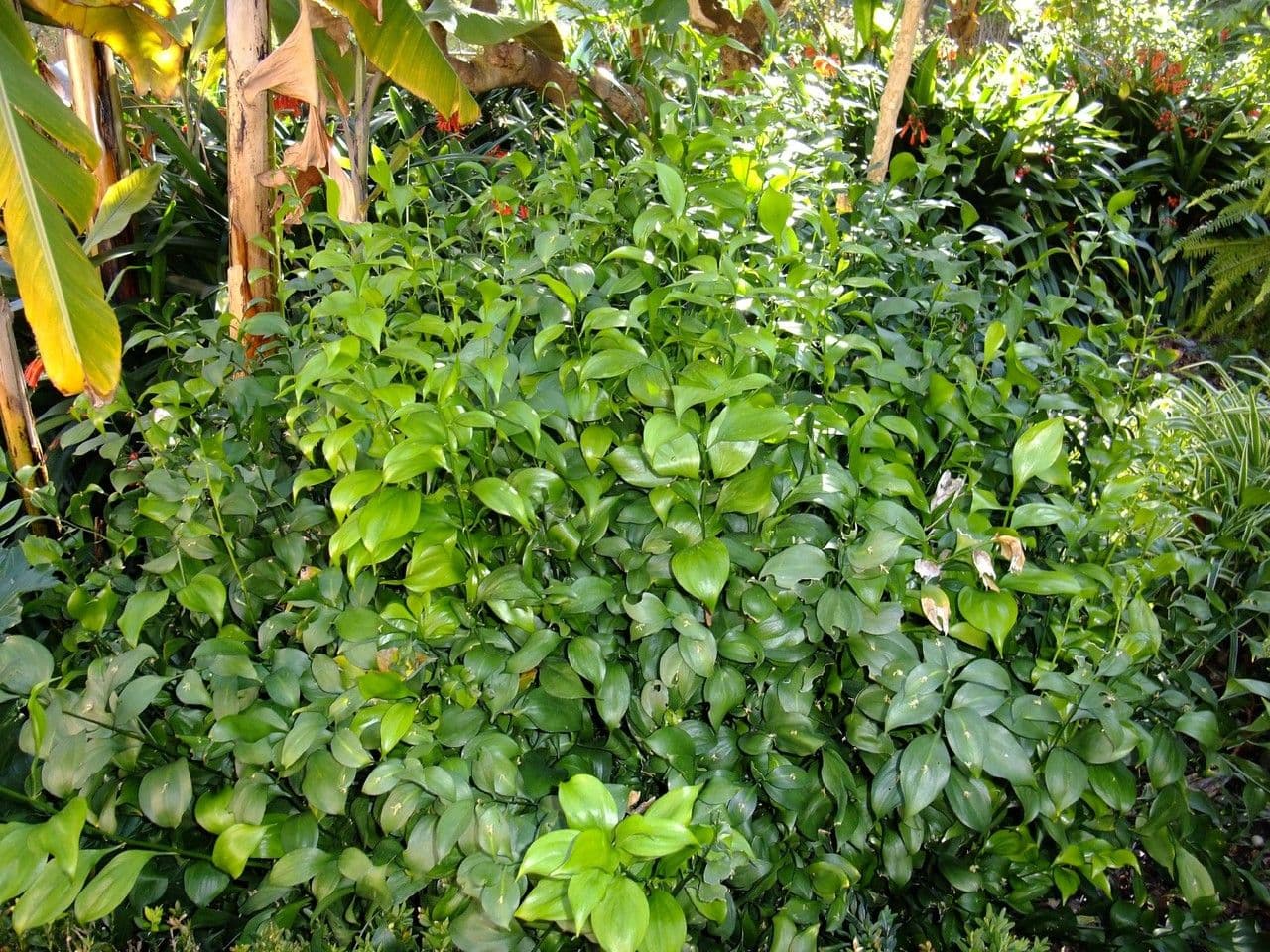 Ruscus hypoglossum 13