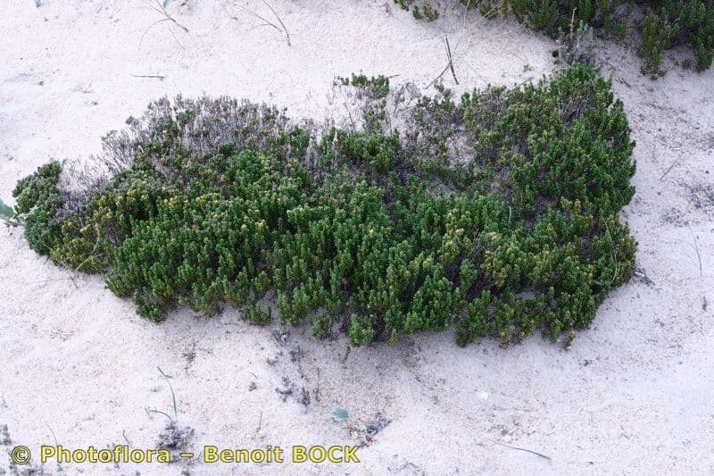 Thymus carnosus 9