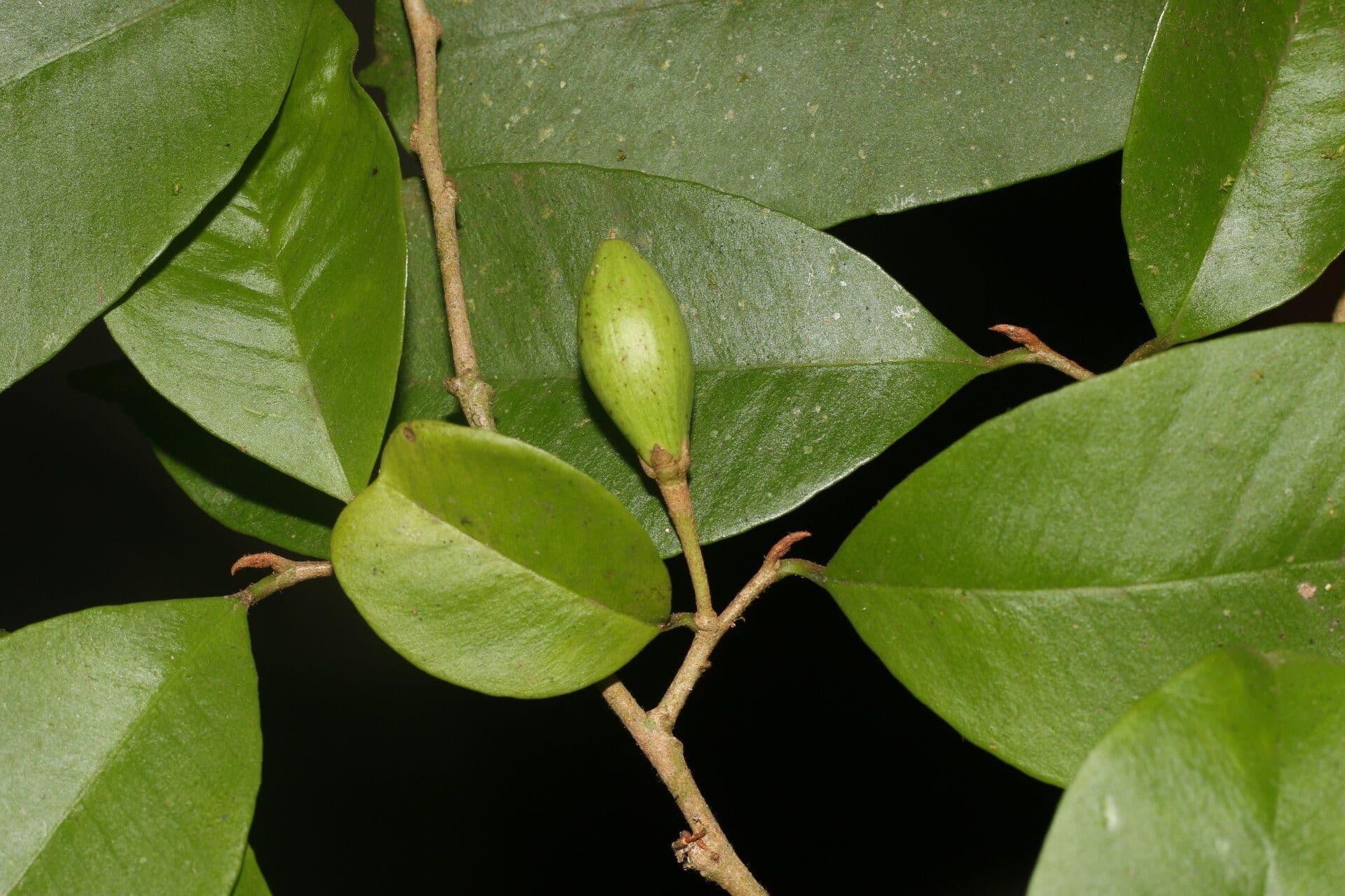 Chrysophyllum