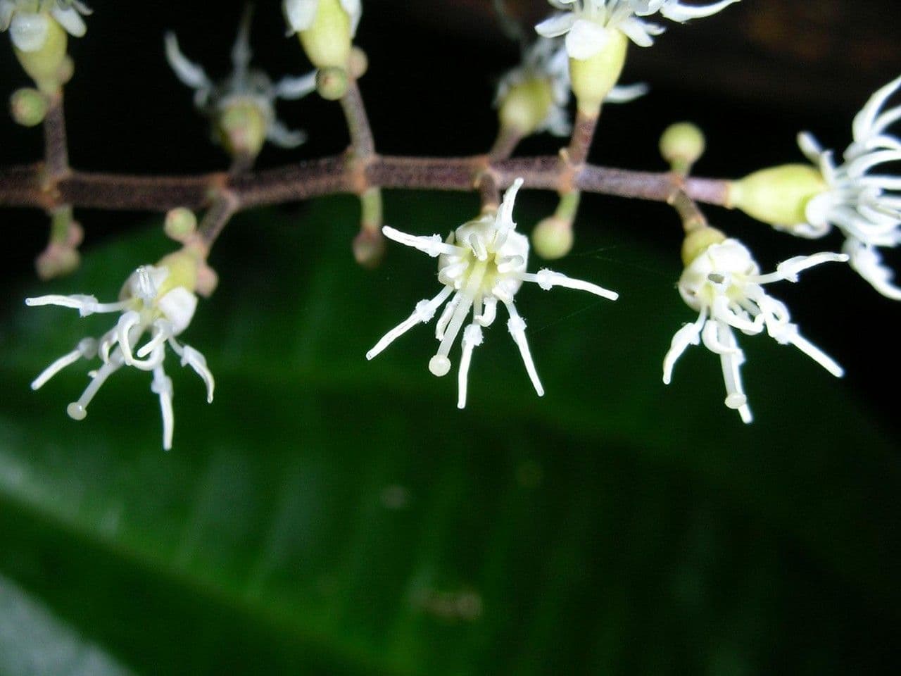 Miconia 10