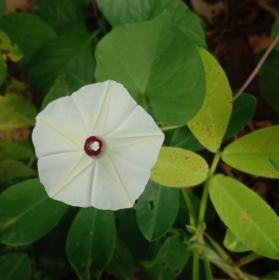 Ipomoea tmavá 9