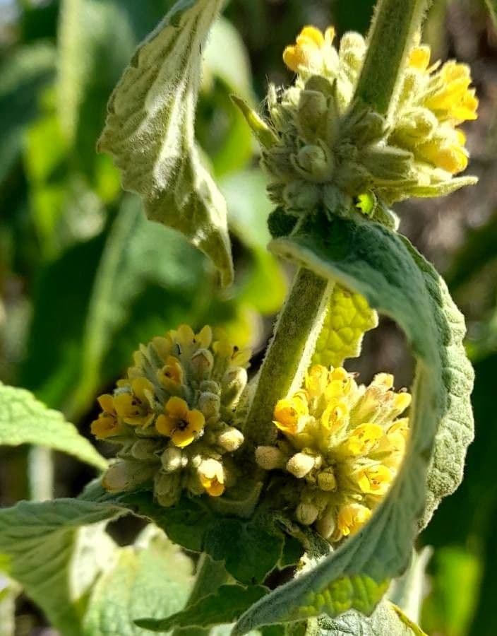 Buddleja stachyoides 4