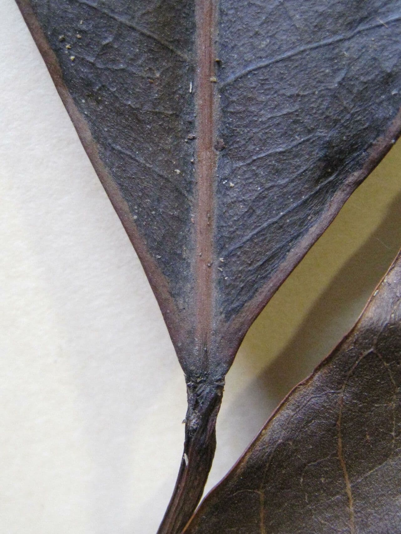 Dodecastigma 9