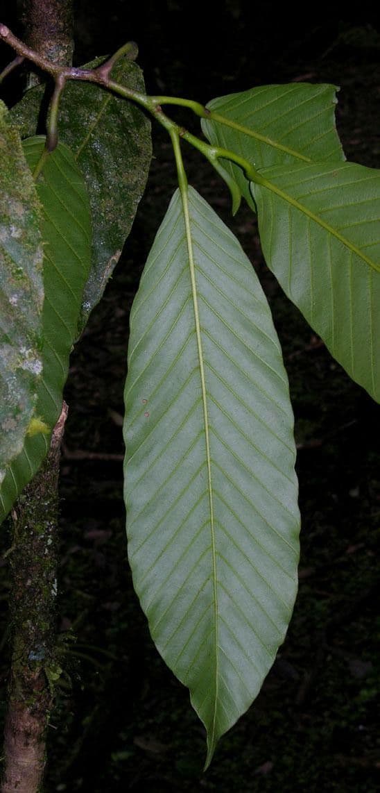 Dipterocarpus 2