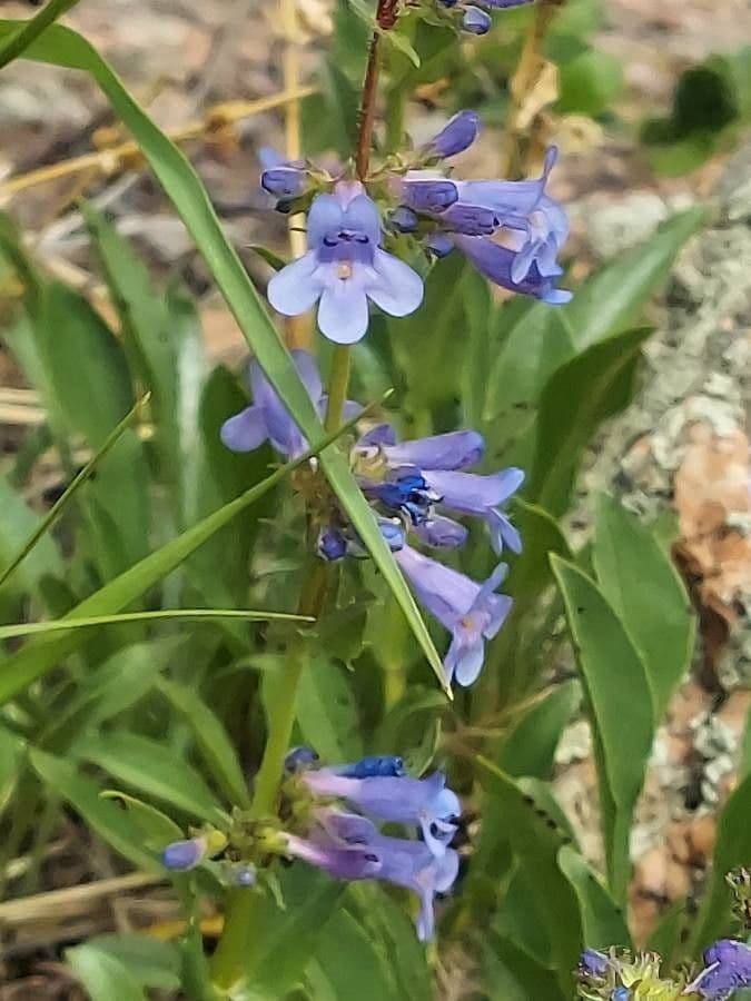 Penstemon albertowski 2