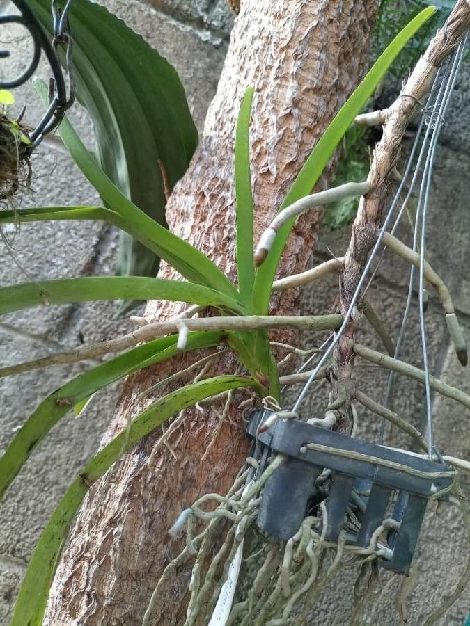 Vanda 16