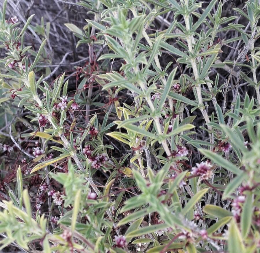 Cuscuta del timo 20