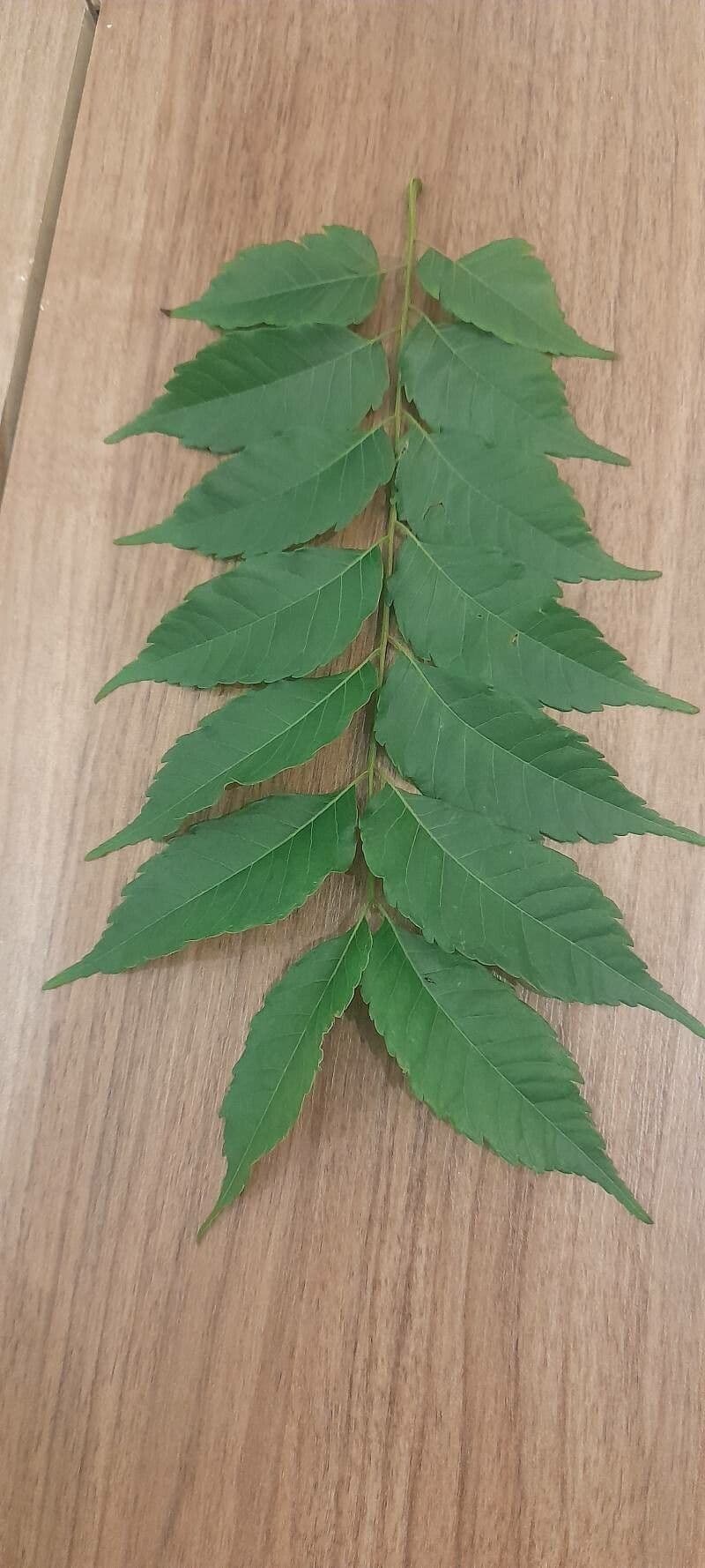 Zelkova 19