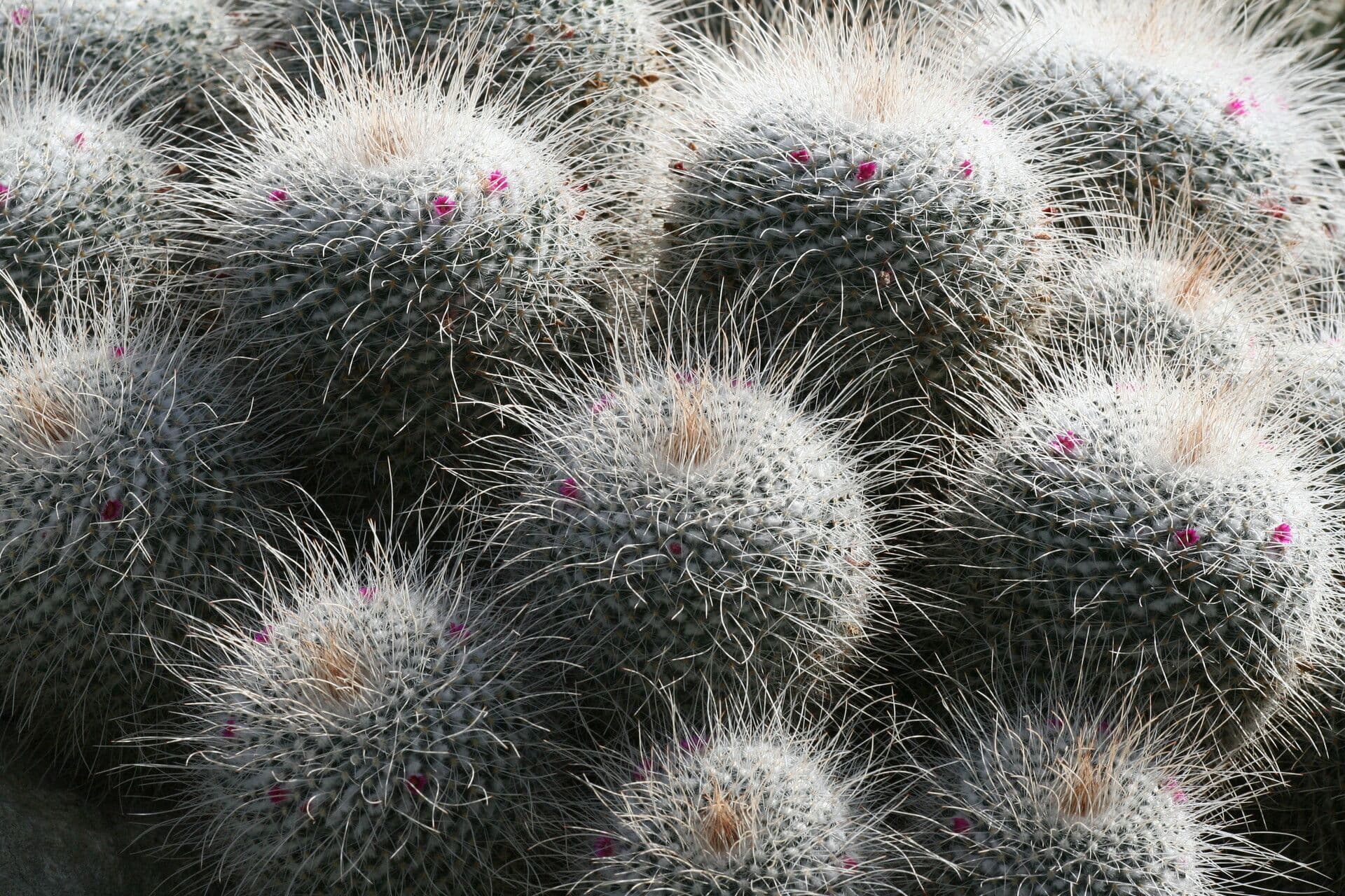 Cactus 3